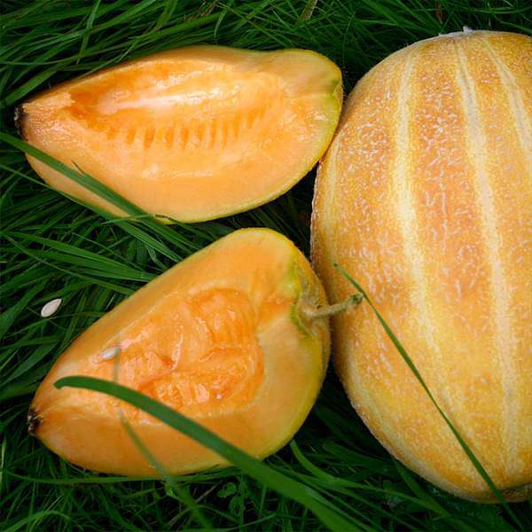 Musk Melon Hybrid Mithas Seeds